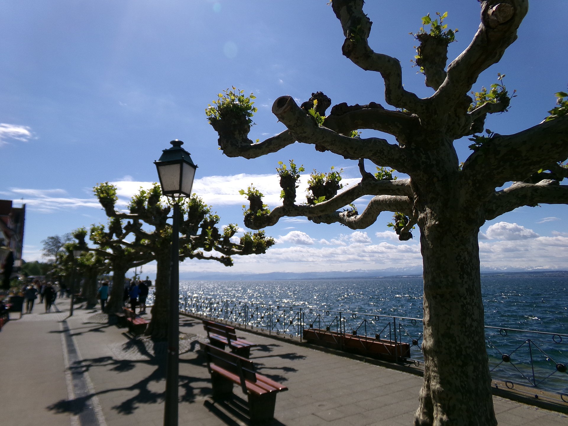 Ein knorriger Baum mit dicken Ästen und frischem, hellem Grün vor einem großen See.  