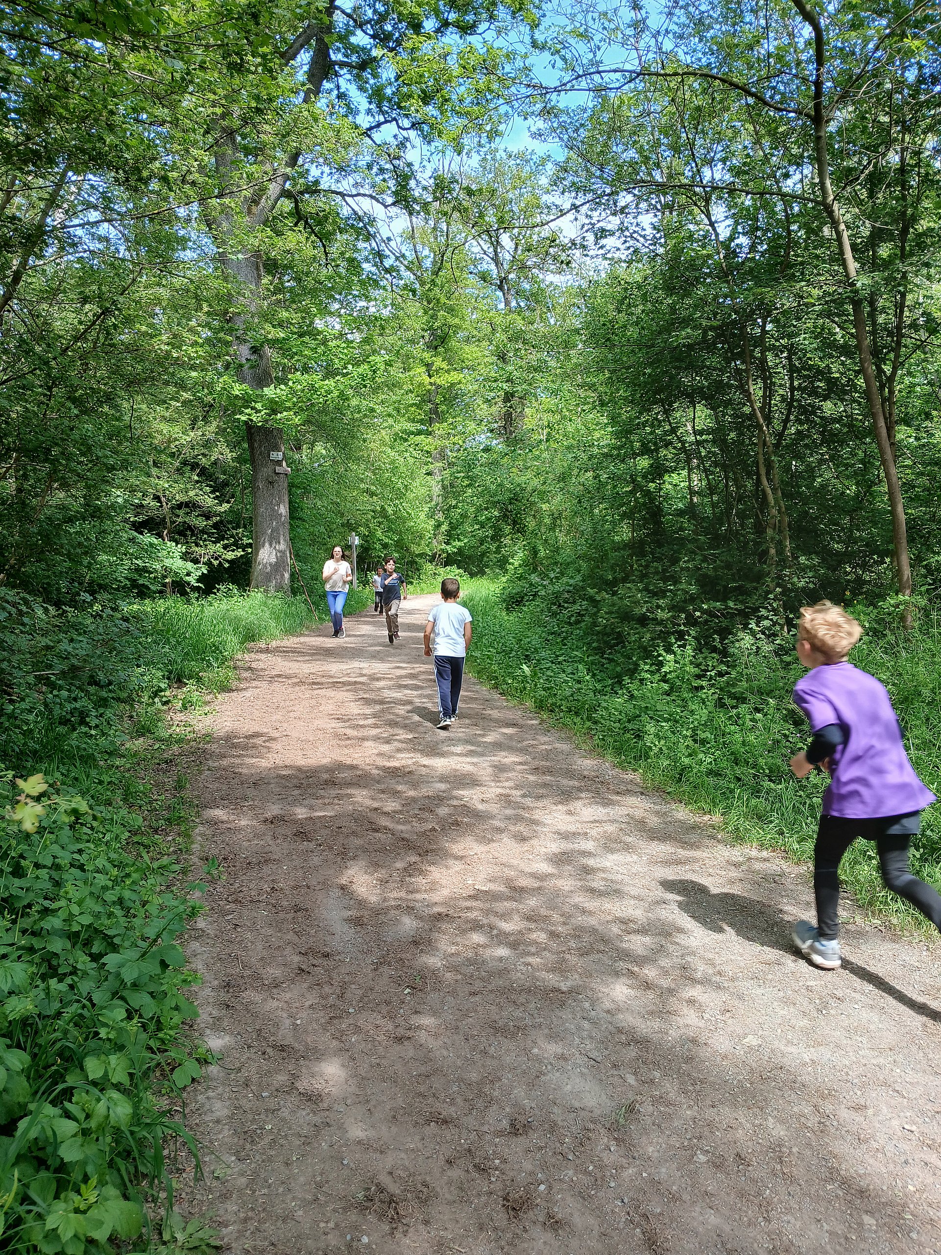 Schülerinnen und Schüler rennen auf einem Weg durch den Wald. Die Sonne scheint
