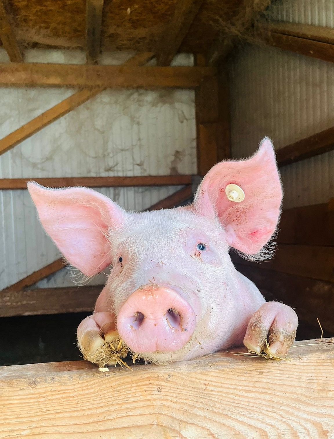 Ein rosanes Schwein befindet sich in einem Stall Es schaut über den Zaun.